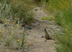 Rhinocrypta lanceolata