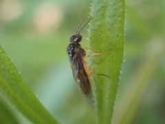 Halidamia affinis