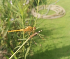 Crocothemis servilia