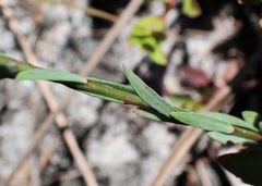 Linum floridanum