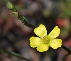 Linum floridanum