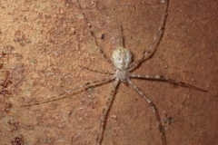 Hersilia albomaculata