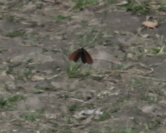 Erebia discoidalis