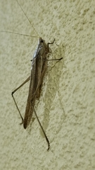 Neoconocephalus maxillosus