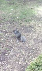 Otospermophilus variegatus