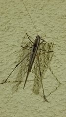 Neoconocephalus maxillosus