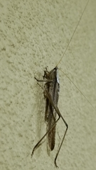 Neoconocephalus maxillosus