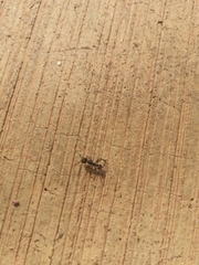Camponotus