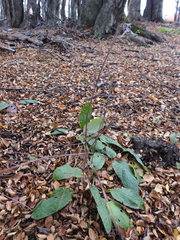 Adenocaulon chilense