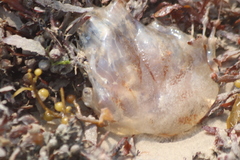 Chrysaora chesapeakei