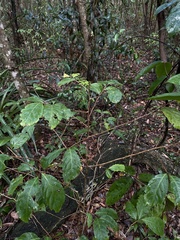 Casearia guianensis