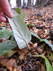 Adenocaulon chilense