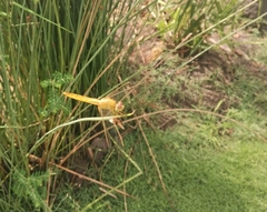 Crocothemis servilia