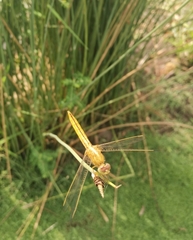 Crocothemis servilia