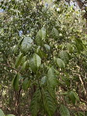 Faramea occidentalis