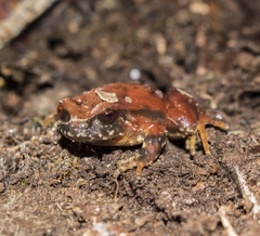 Eupsophus roseus