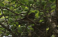 Zonotrichia albicollis