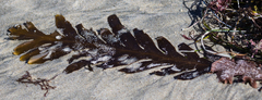 Stephanocystis