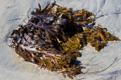 Stephanocystis