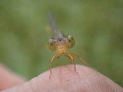 Ceriagrion auranticum