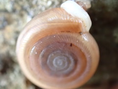 Polygyrinae