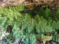 Myriopteris cooperae