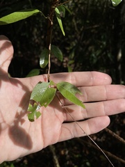 Stigmaphyllon emarginatum