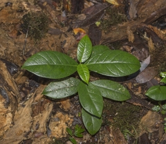 Elytropus chilensis
