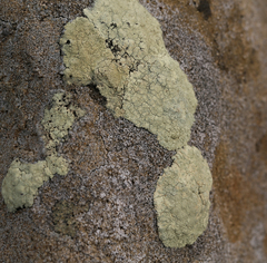 Protoparmeliopsis pinguis