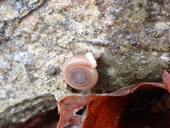 Polygyrinae