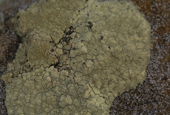 Protoparmeliopsis pinguis
