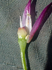 Allium bolanderi