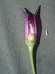 Allium bolanderi
