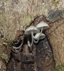 Phloeomana alba