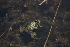 Pelophylax