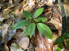 Trichostigma octandrum