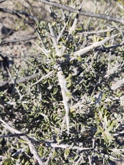 Castela erecta