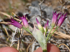 Allium bolanderi