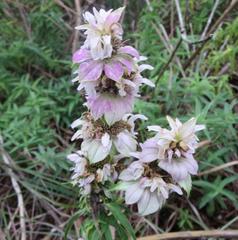 Monarda maritima