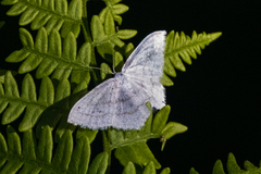 Protitame subalbaria