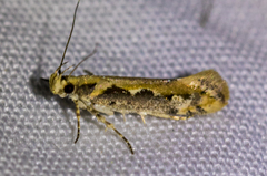 Ornativalva erubescens