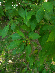 Vassobia breviflora