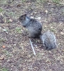 Otospermophilus variegatus