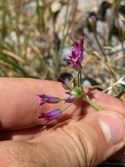 Allium bolanderi