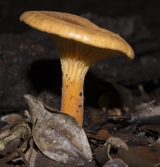 Austropaxillus statuum