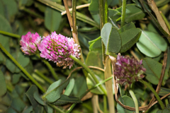 Trifolium fragiferum