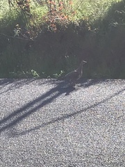 Dendragapus fuliginosus