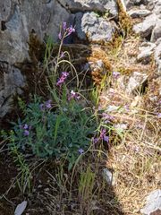 Boechera breweri shastaensis