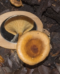 Austropaxillus statuum