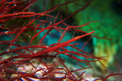 Stigmatopora harastii